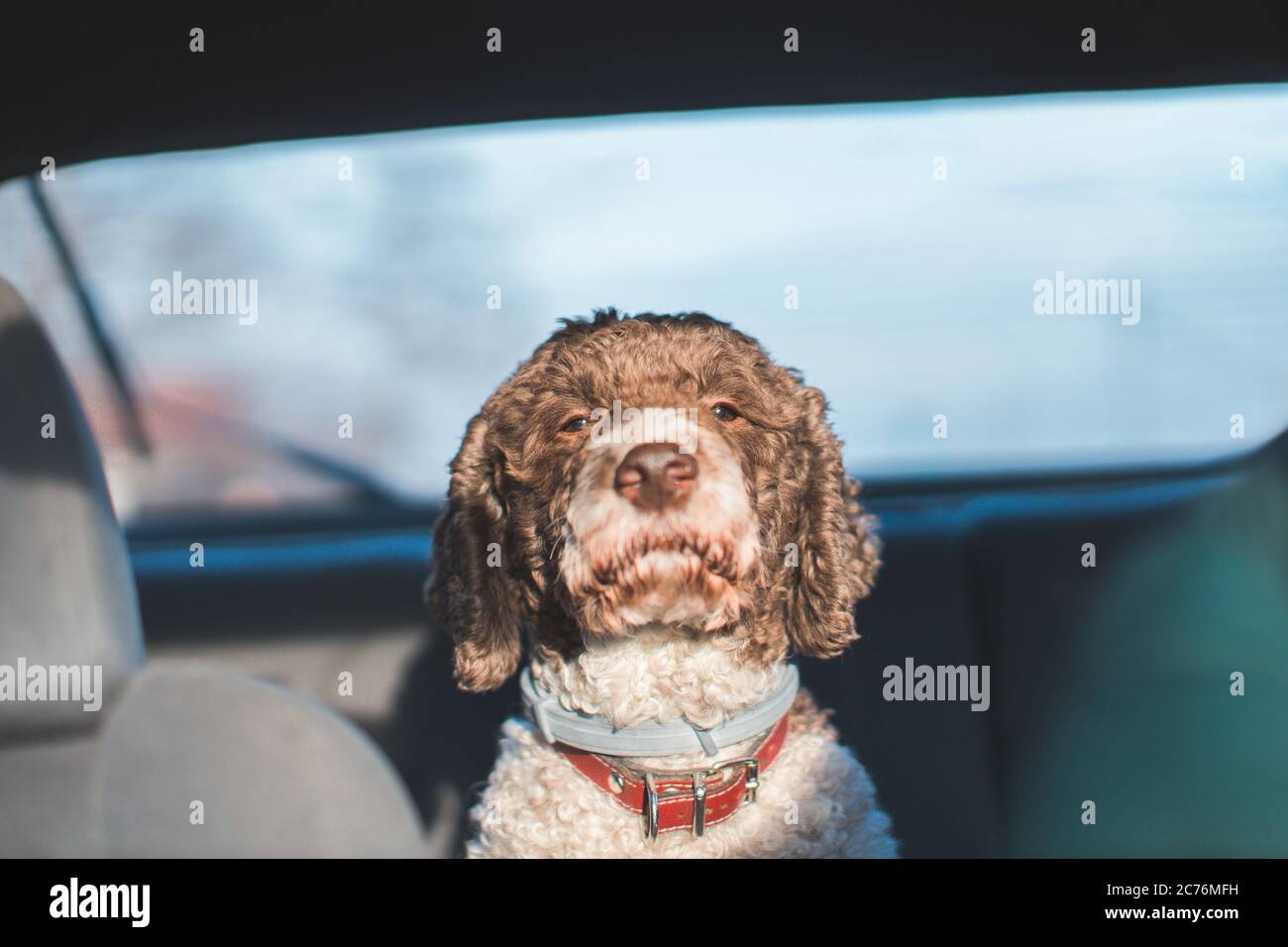 cute dog riding in the backseat of the car Stock Photo - Alamy