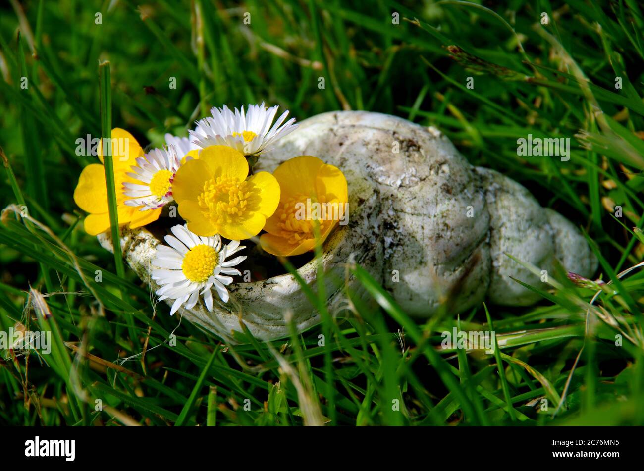 flowers in the shell Stock Photo