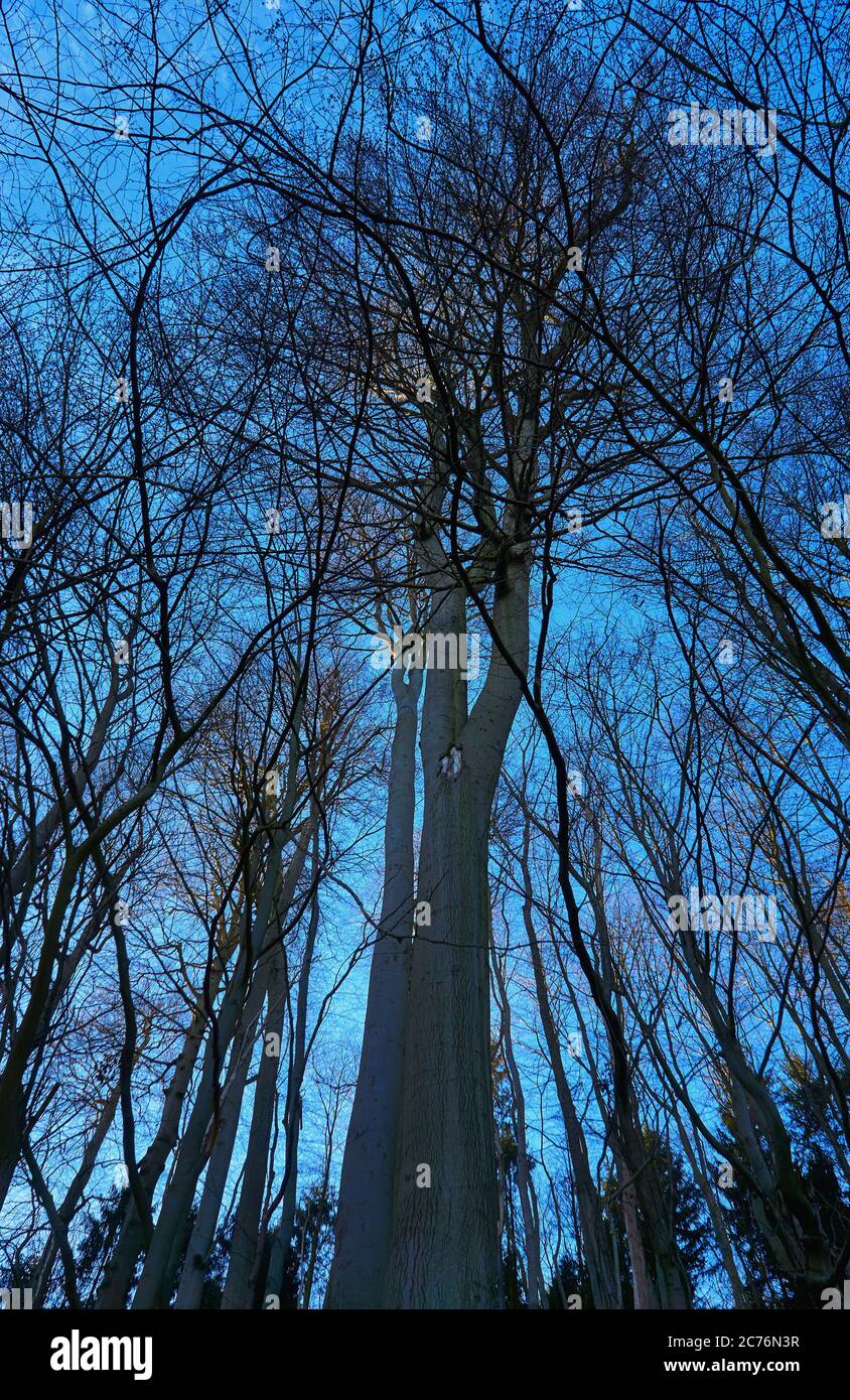 Tall leafless tree road hi-res stock photography and images - Alamy