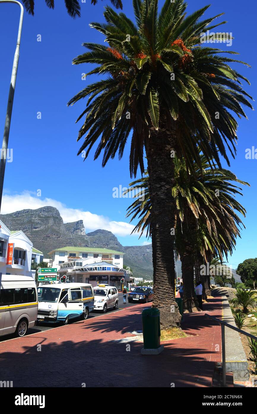 Tall palm trees in Camps Bay, Cape Town, South Africa Stock Photo Alamy