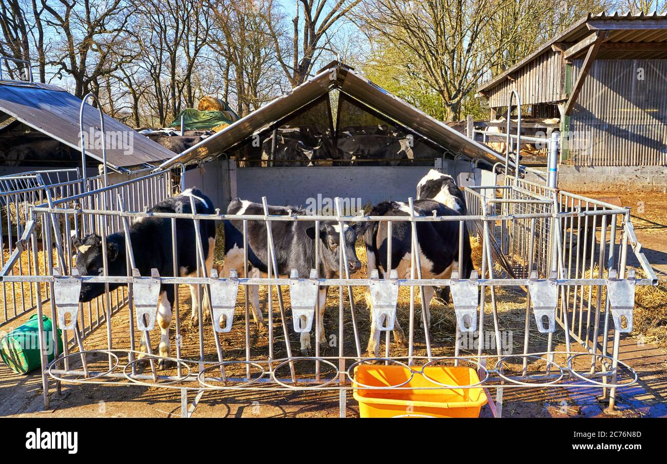 Black and white calves in an open barn Stock Photo Alamy