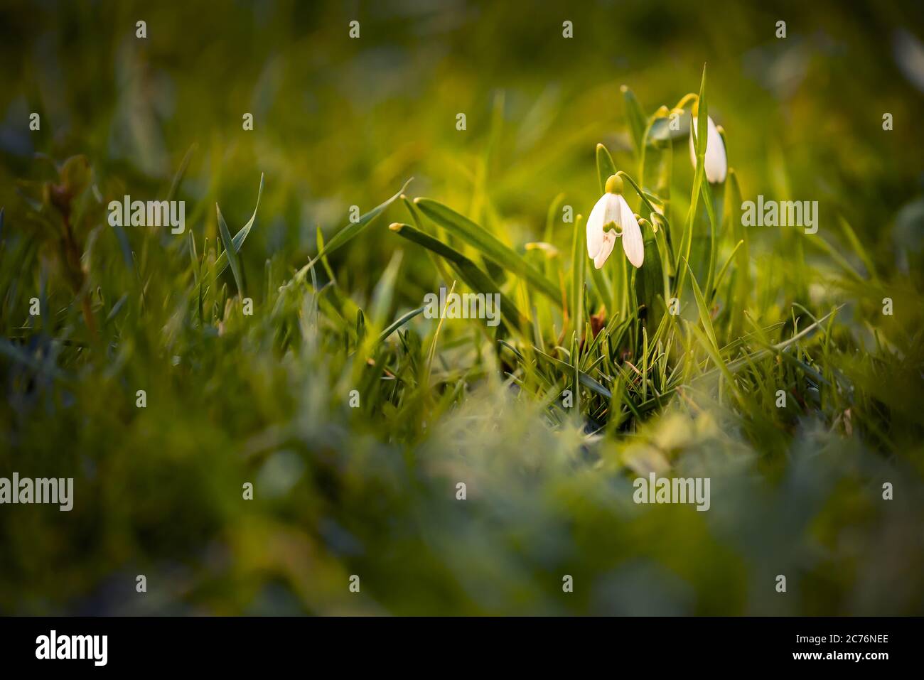 Spring snowdrops in the grass in the garden with a defocused background Stock Photo
