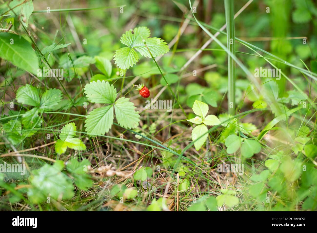 Ripe wild strawberry in green forest close-up.red wild strawberry on ...