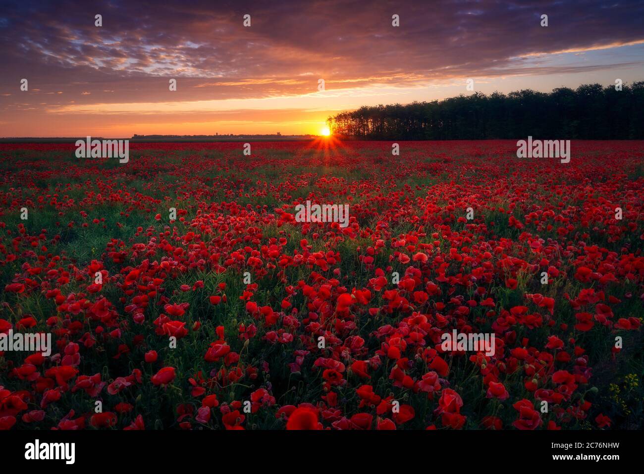 Premium Photo  Beautiful poppy flowers in grass field with sunset