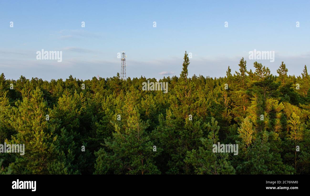 Green soft wood forest view from top Stock Photo