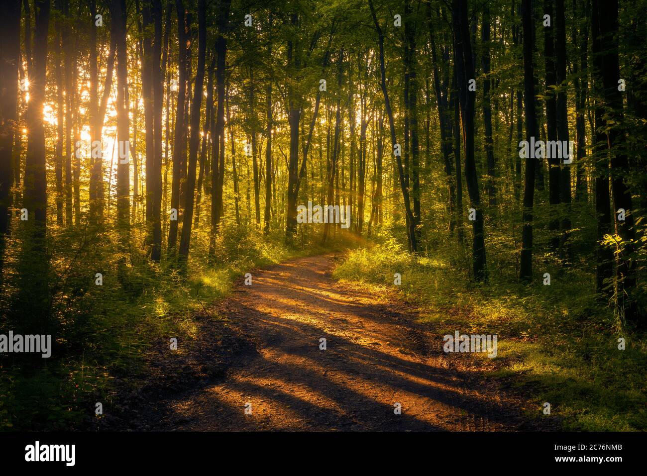 Beautiful fantasy forest in the morning with a dirt road crossing it ...