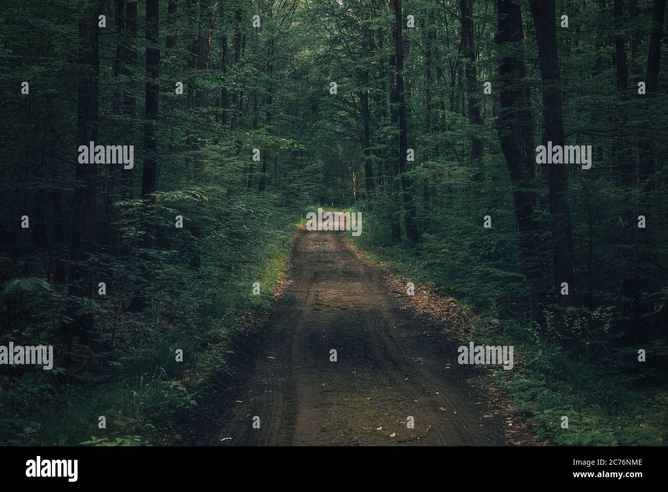 Dark moody mysterious spooky forest with a road crossing it in the