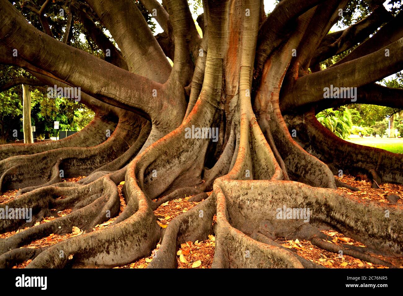 Tropical Fig tree, Perth, Australia Stock Photo Alamy