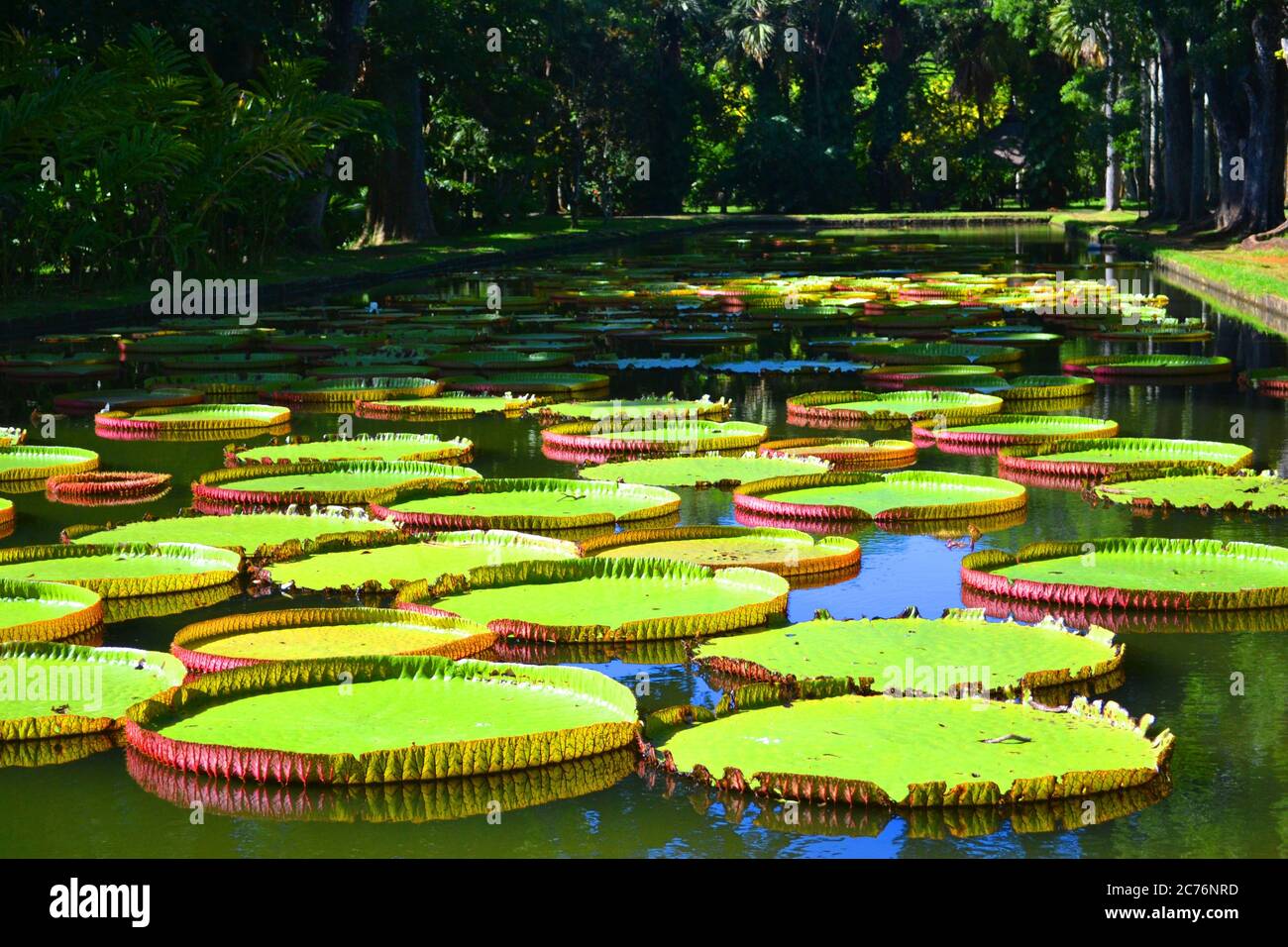 Water lily leaves on the water Stock Photo - Alamy