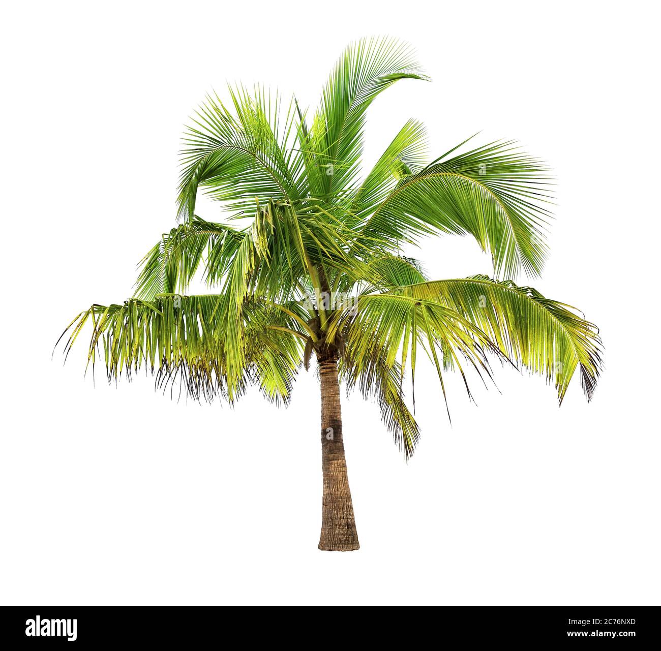 Coconut palm trees isolated on a white background Stock Photo