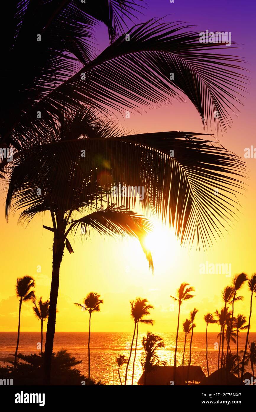 Coconut palm trees against colorful sunset Stock Photo