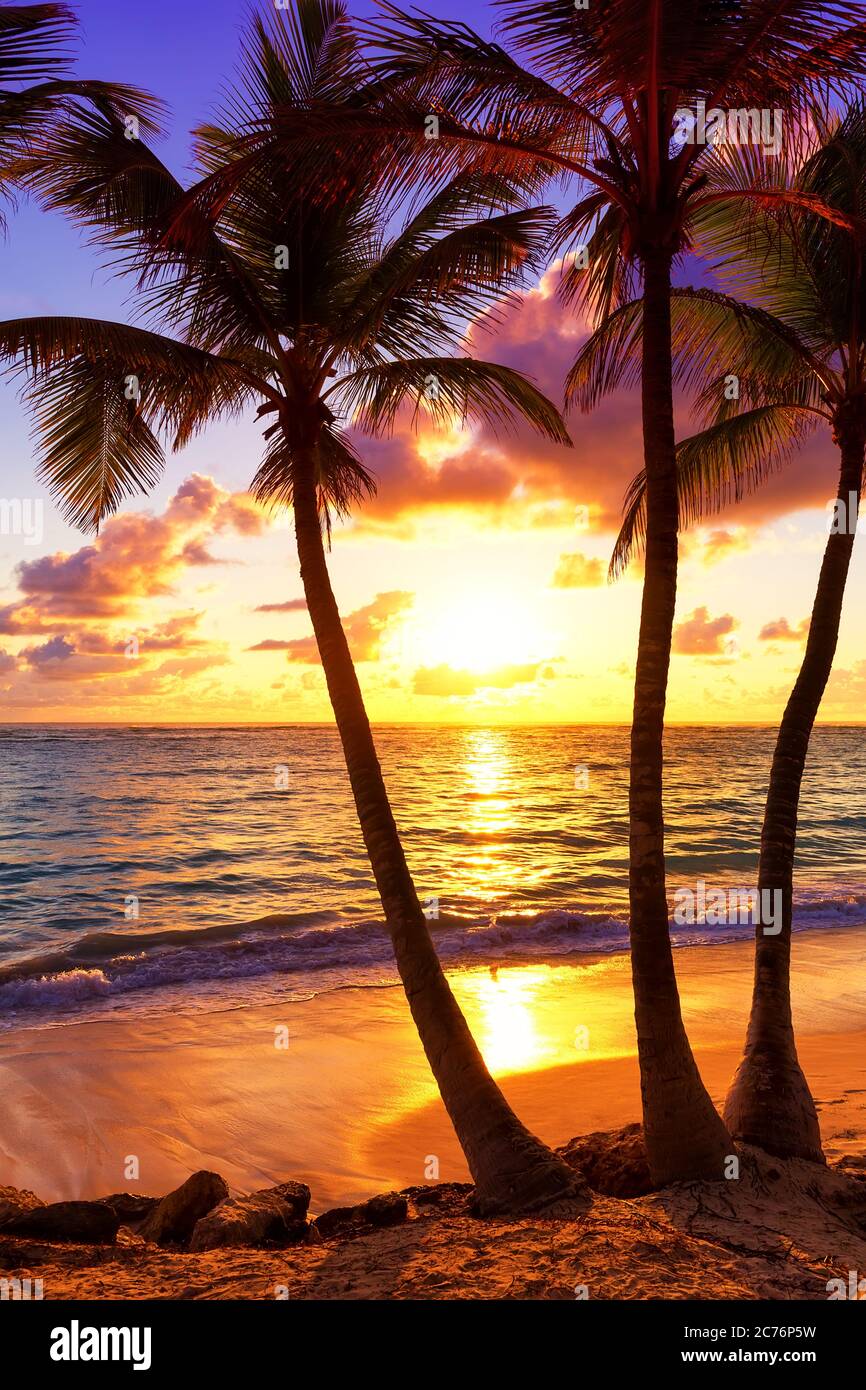 Coconut palm trees against colorful sunset in Saona island. Caribbean sea, Dominican Republic Stock Photo