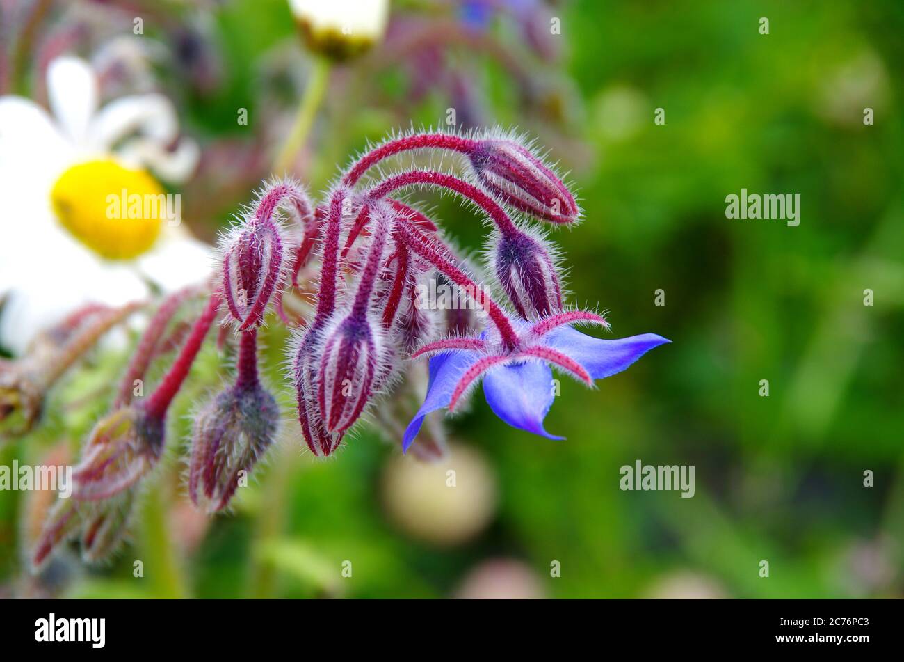 blue flower Stock Photo