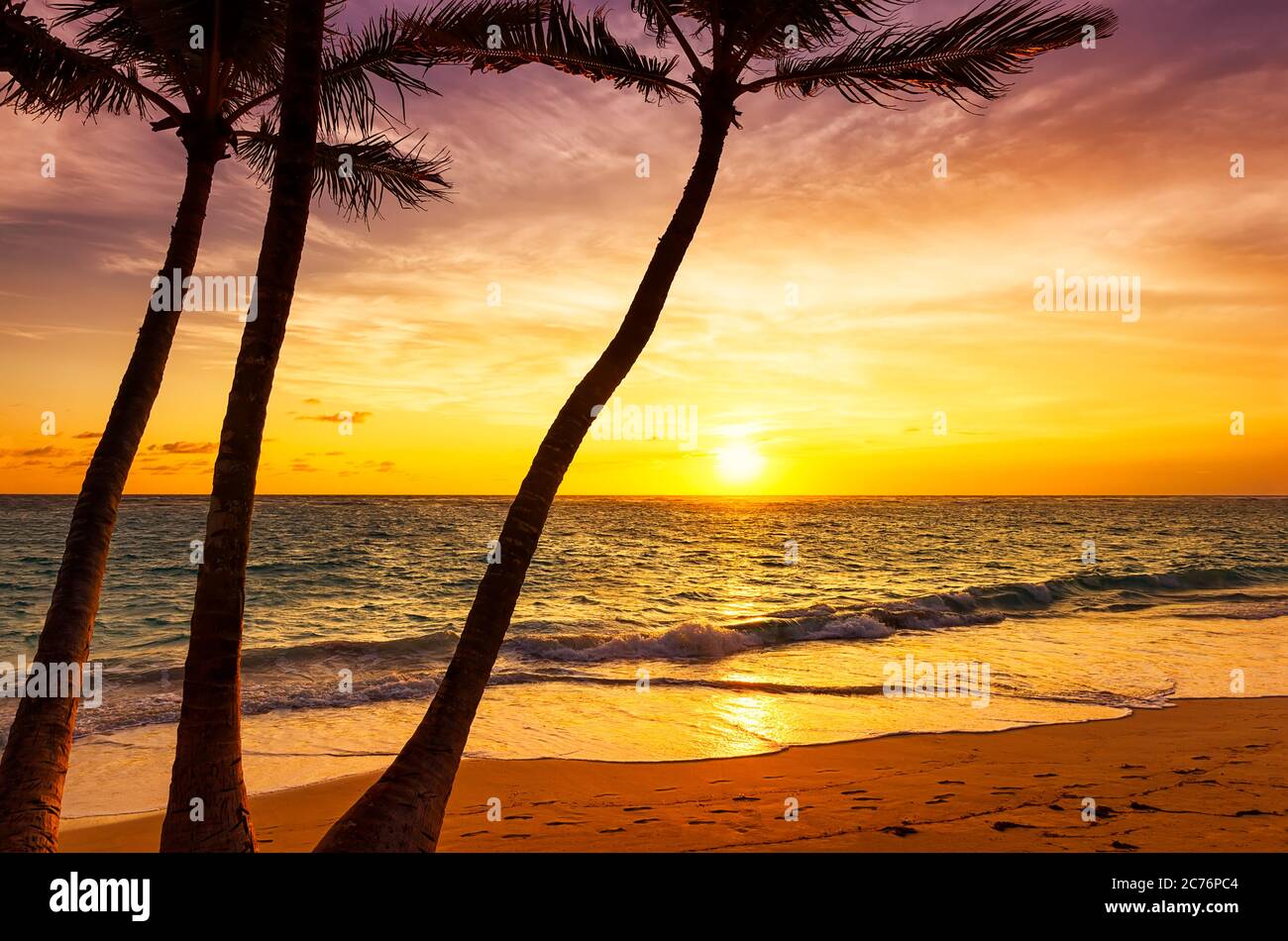 Coconut palm trees against colorful sunset in Saona island. Caribbean sea, Dominican Republic Stock Photo