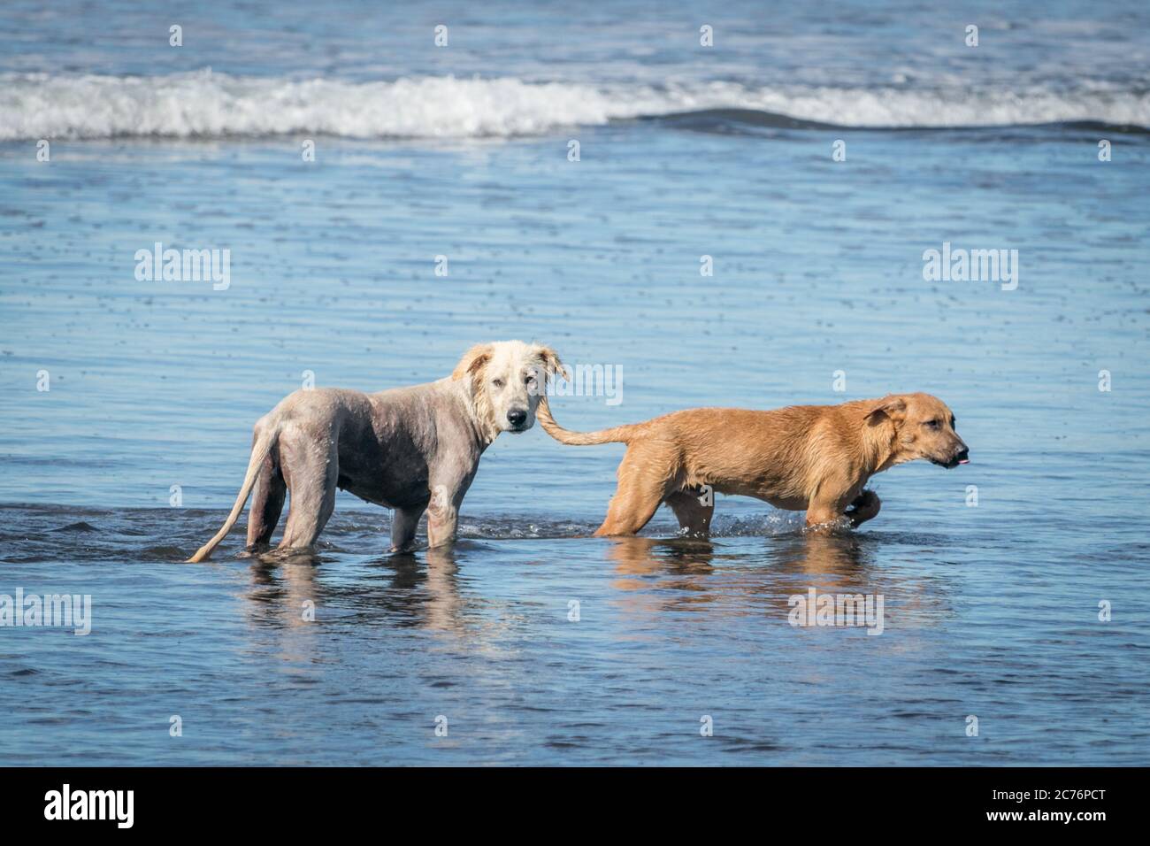 Two dogs enjoying the moment at the beach Stock Photo - Alamy