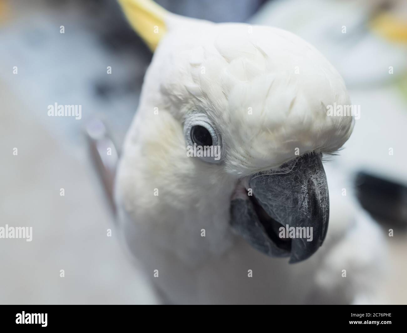 Lesser Sulphur-Crested Cocatoo bird closeup portrait. Exotic pet Stock Photo