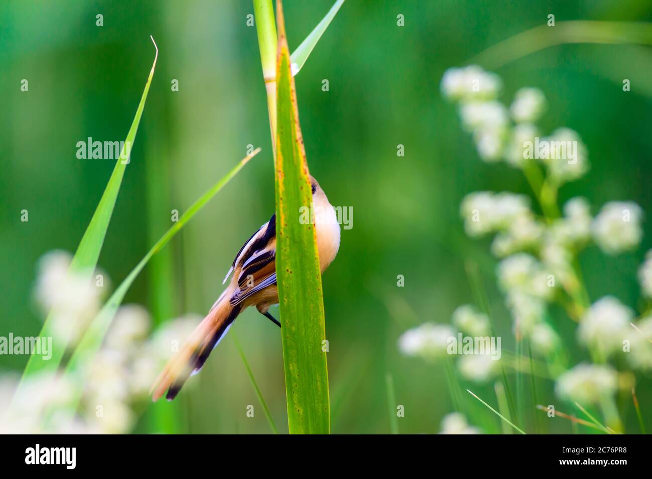 Cute little birds. Green nature background. Birds: Bearded Reedling. Panurus biarmicus. Stock Photo