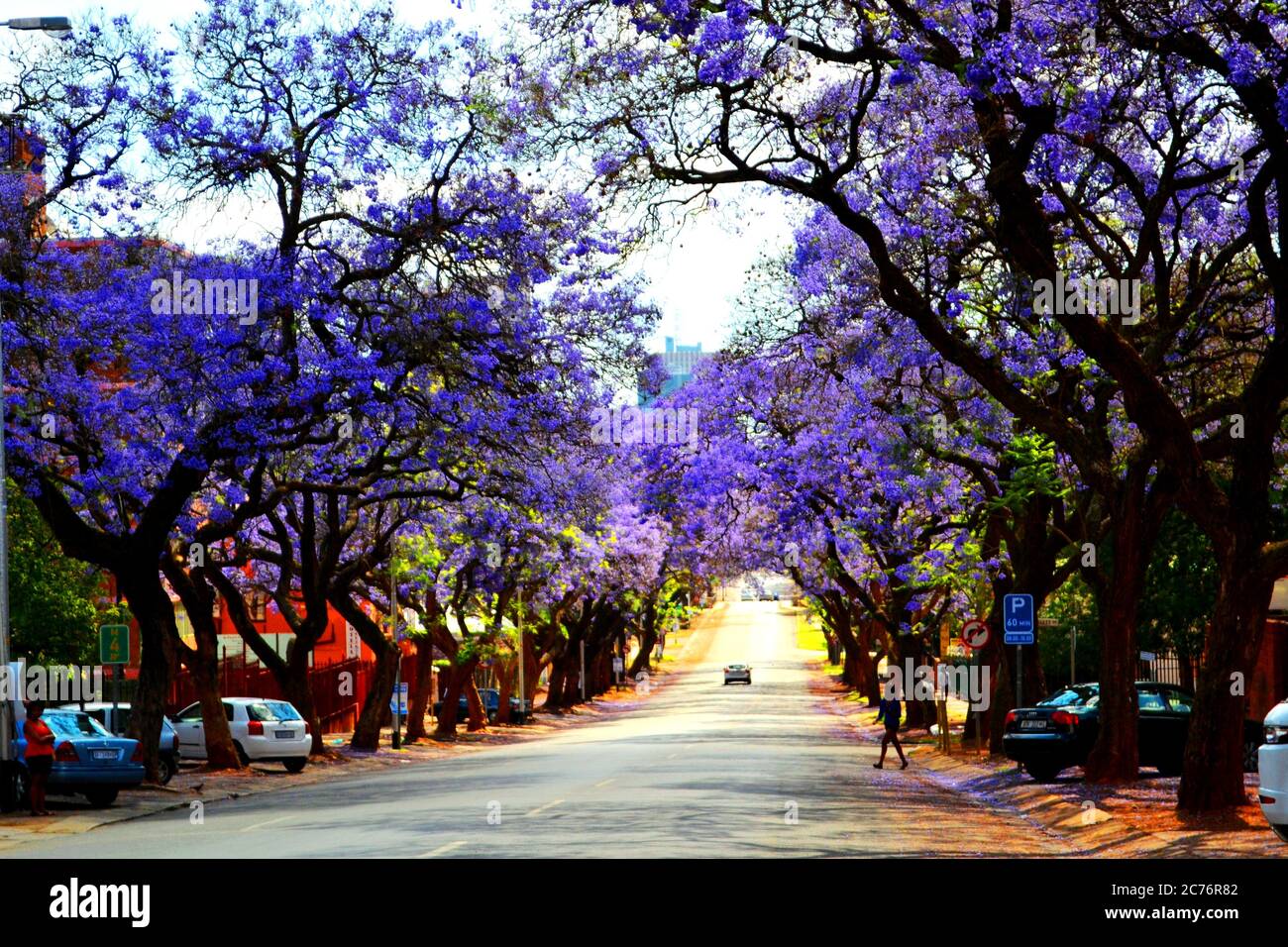jacaranda trees in bloom in Pretoria, South Africa Stock Photo Alamy