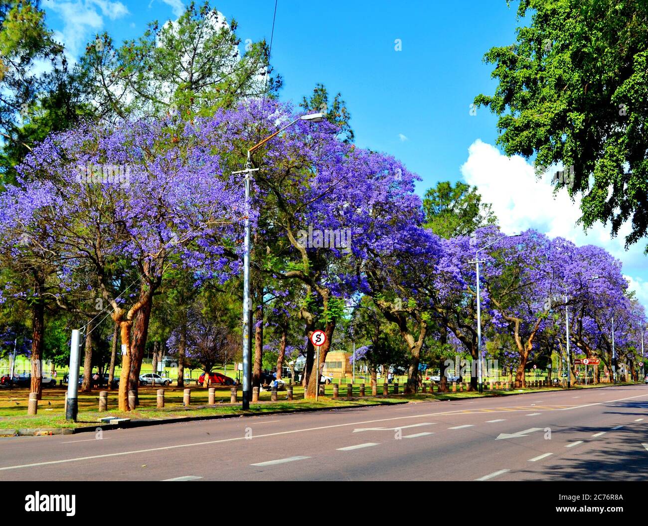 jacaranda trees in bloom in Pretoria, South Africa Stock Photo Alamy