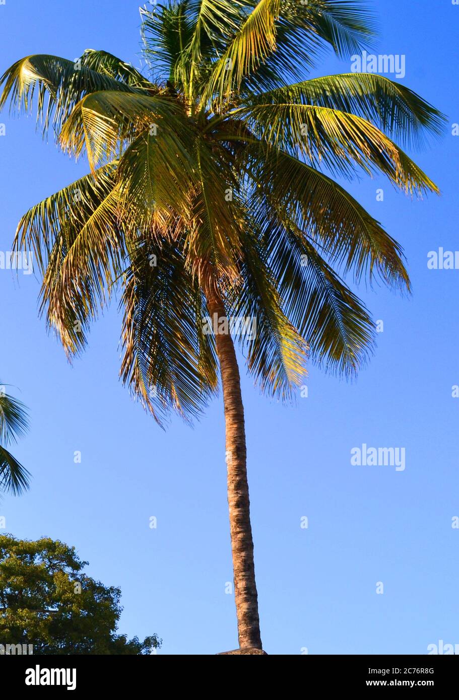 One palm tree in Conakry, Guinea Stock Photo - Alamy