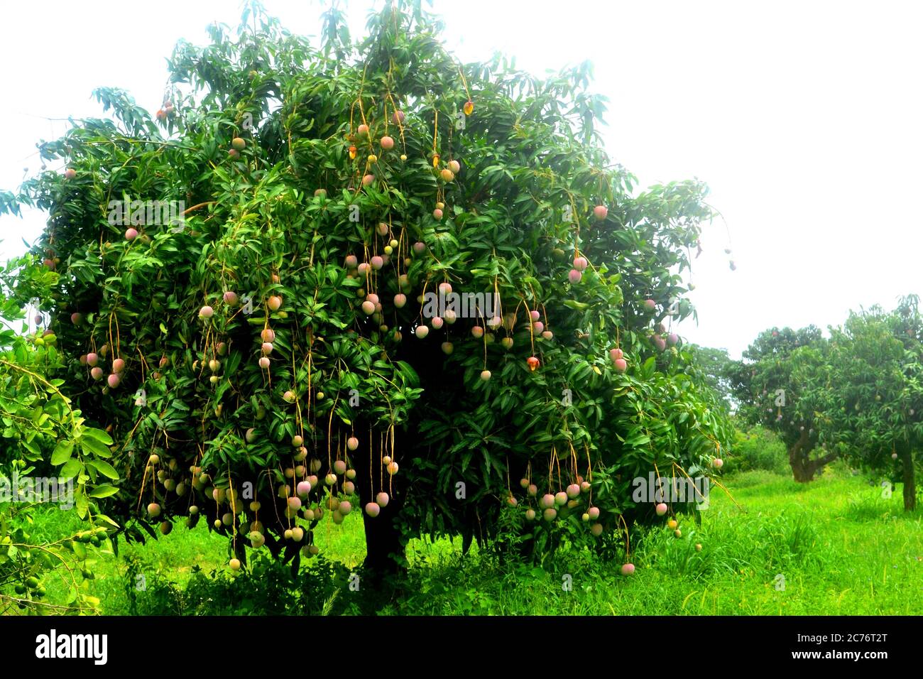 Fresh mango on the tree in Senegal Stock Photo - Alamy