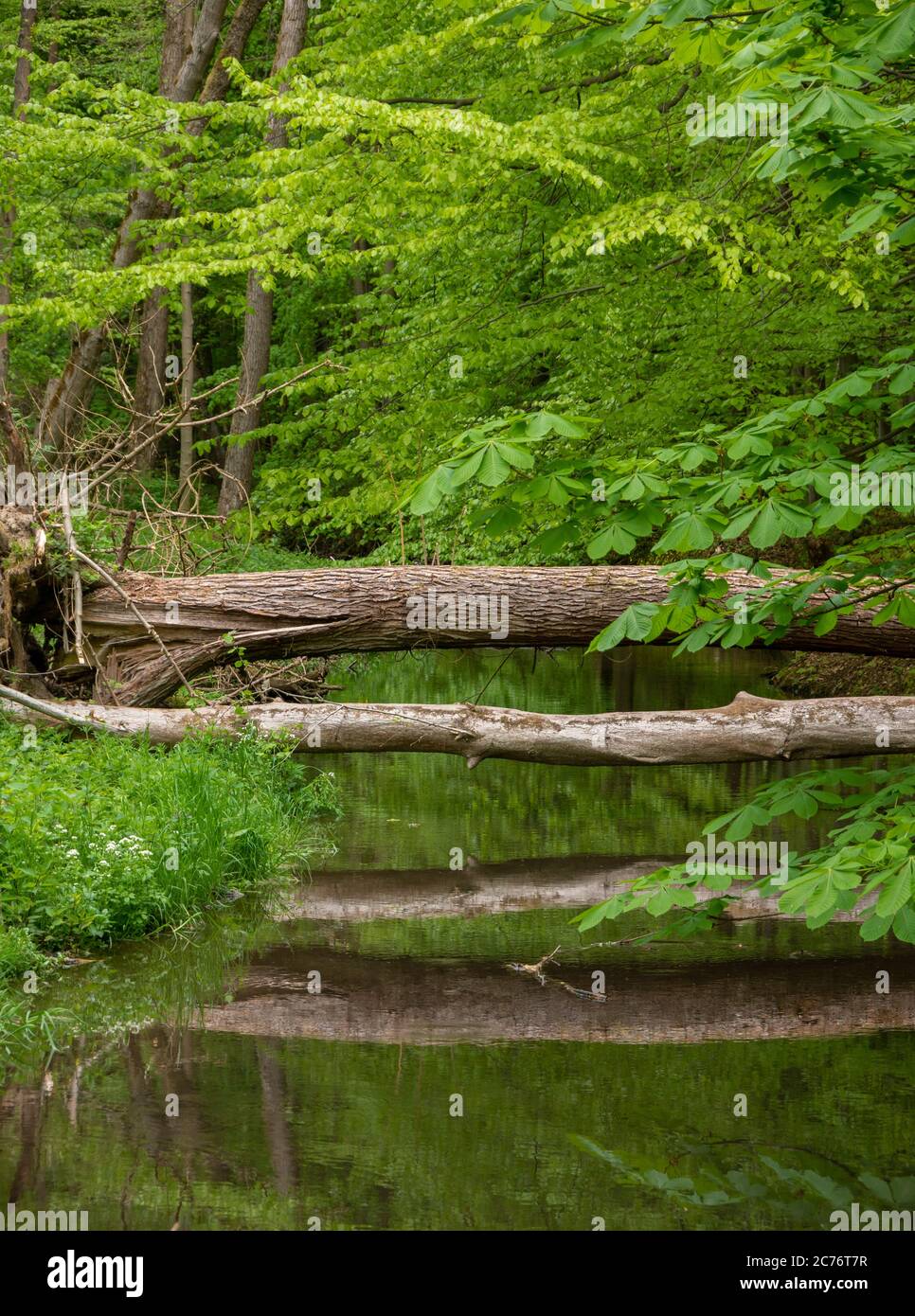 Tree trunks fallen over Kobylanka stream making a natural bridge. The Kobylanka flows into the Rudawa River. Stock Photo