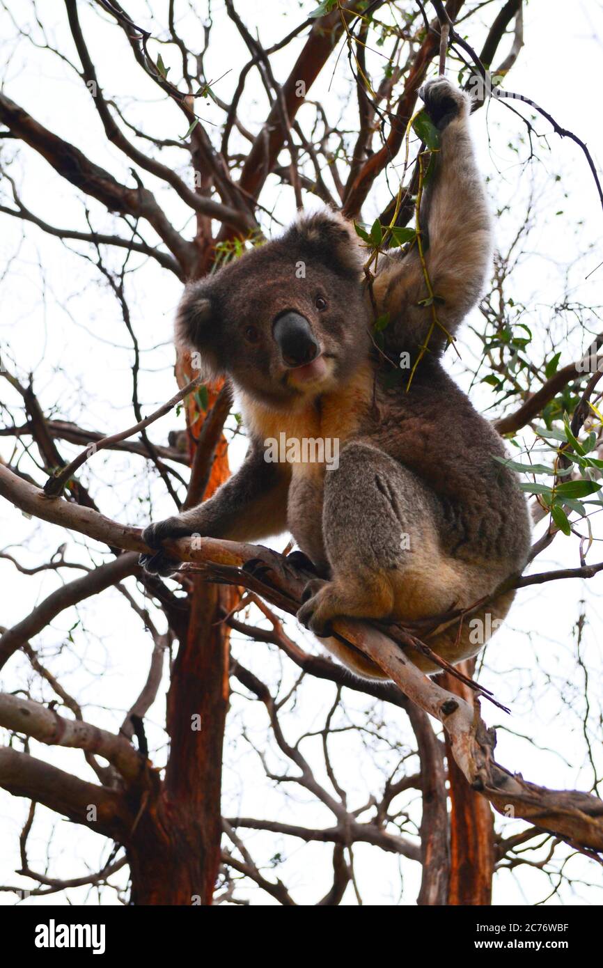 Koala bear melbourne australia hi-res stock photography and images - Alamy