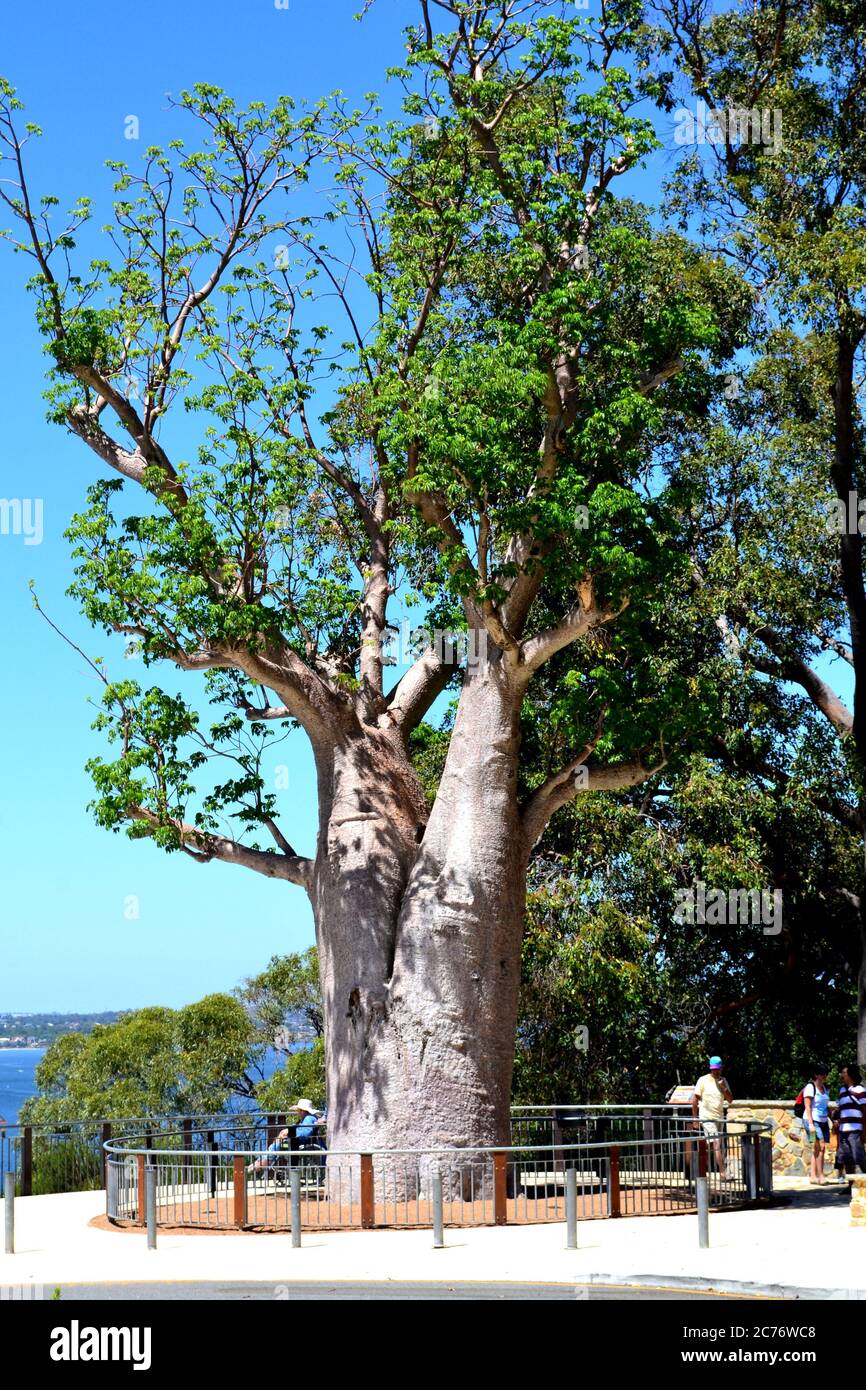 Botanical garden in Perth, Australia Stock Photo Alamy