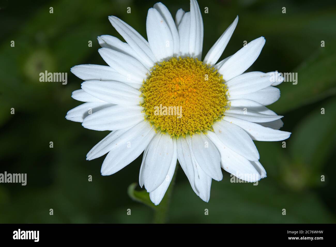 Macro of common daisy flower Stock Photo - Alamy