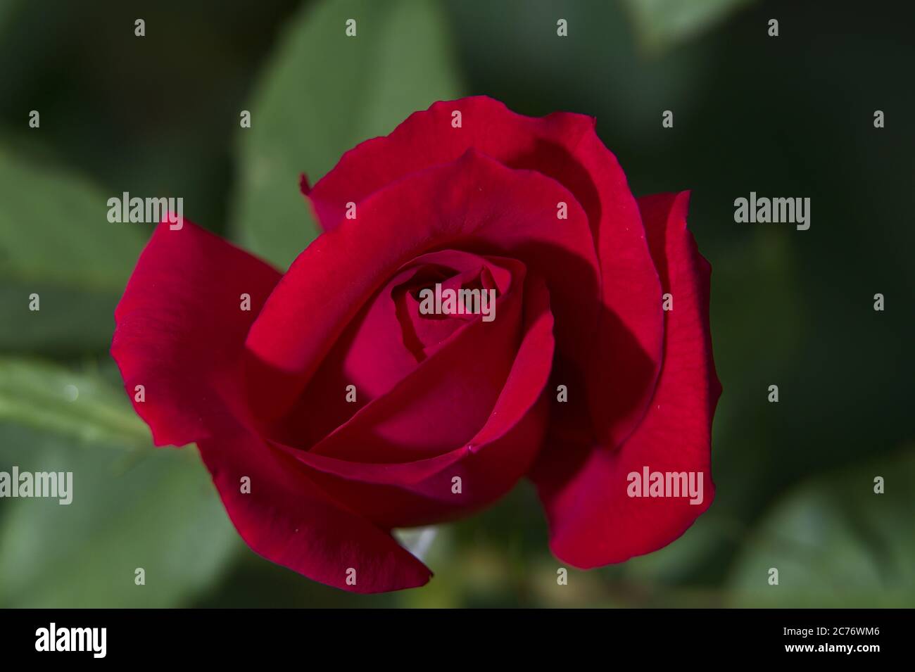 Single flower head open hi-res stock photography and images - Alamy