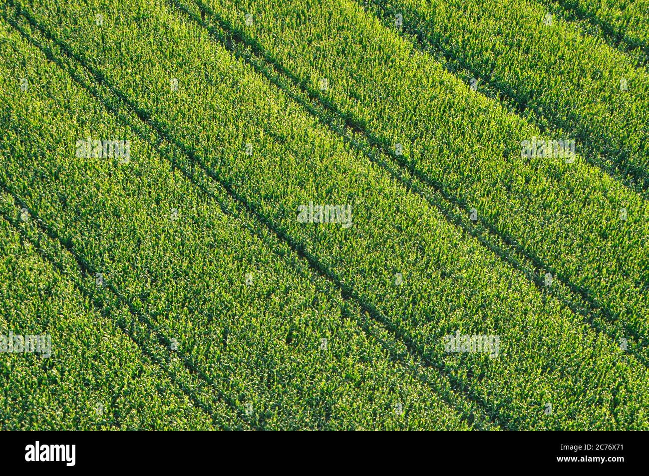 structured background - corn field - diagonal Stock Photo - Alamy
