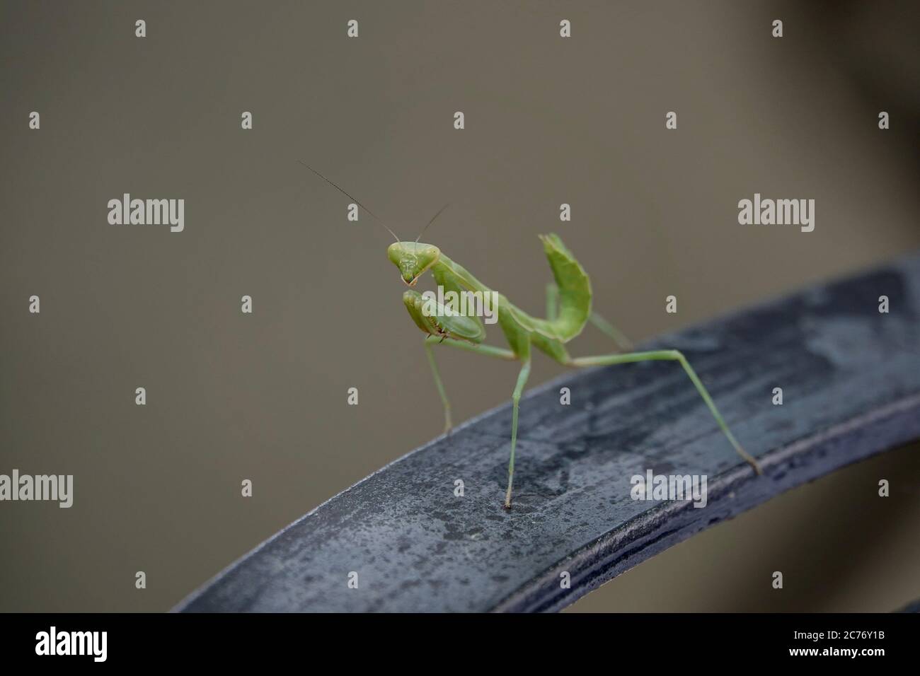 A close up of a praying mantis. Stock Photo