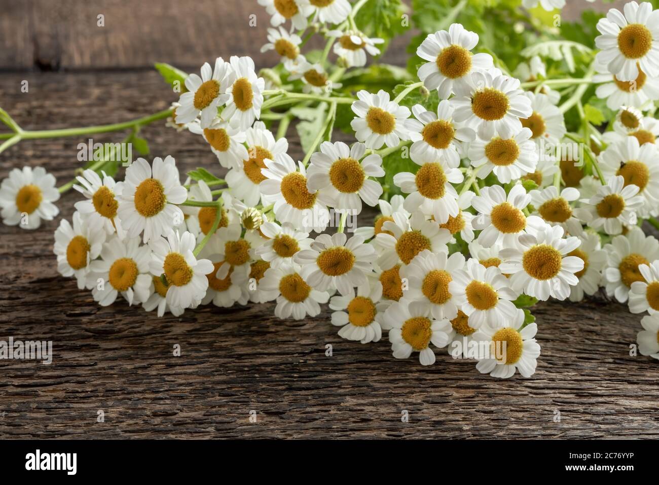 Fresh blooming feverfew or Tanacetum parthenium plant on a table Stock Photo
