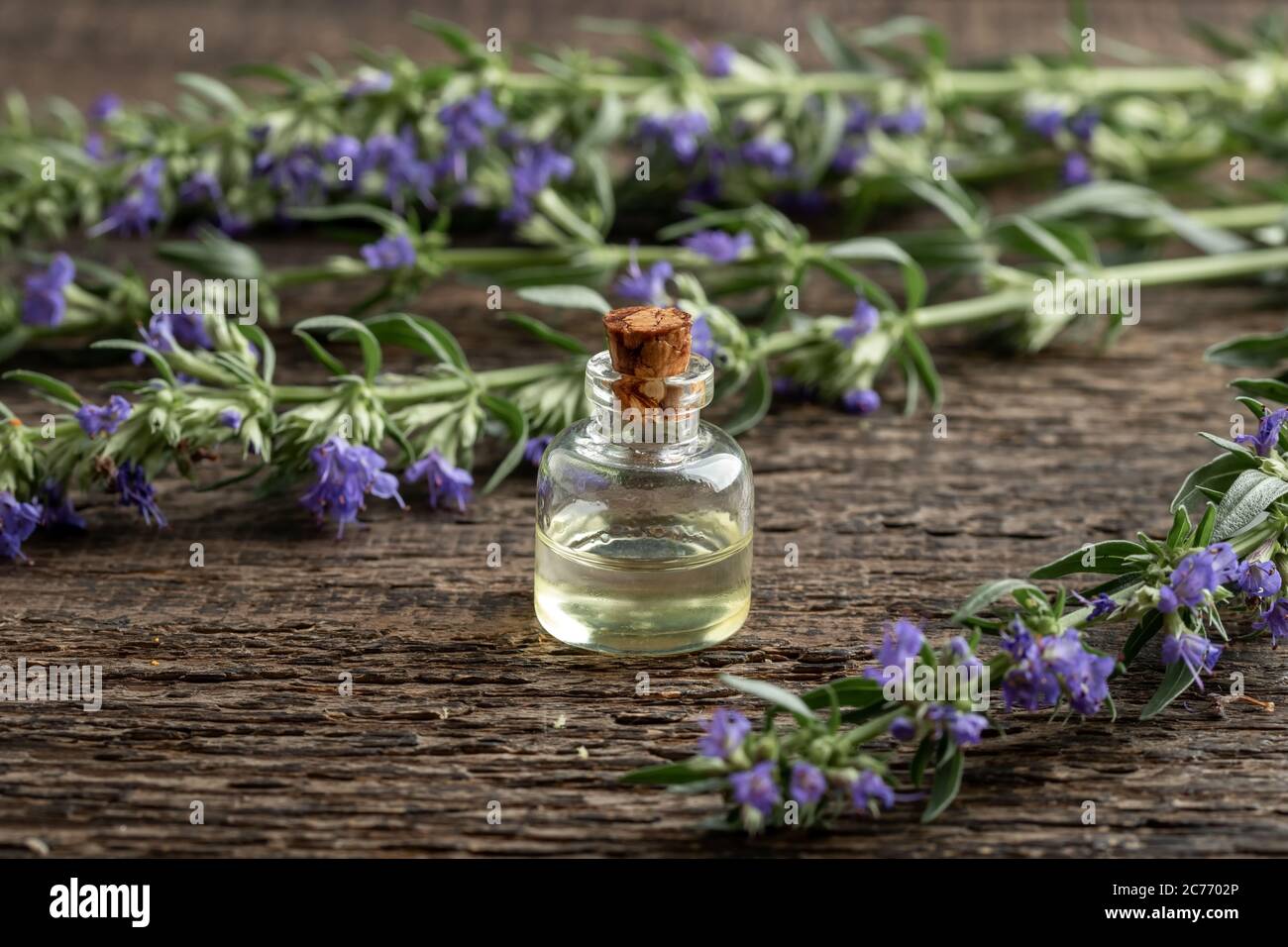 Essential oil bottle with fresh blooming hyssop plant Stock Photo - Alamy