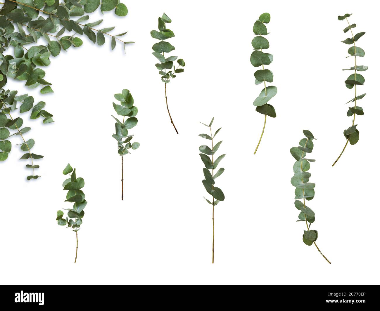 Set of decorative green eucalyptus branches on white background. Plant for floral design card. Stock Photo