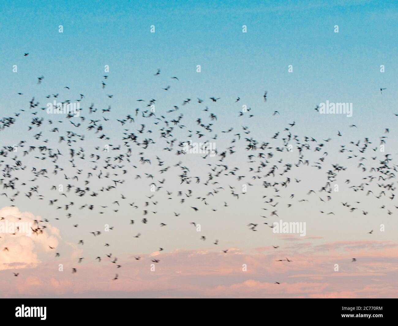 Bats at sky (Chihuahua-town) Stock Photo