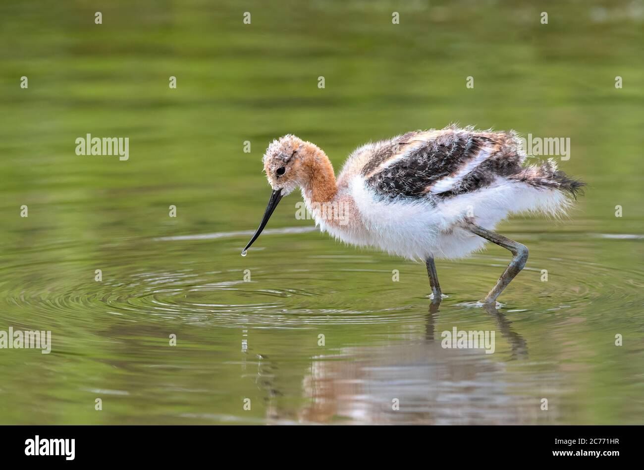 An American Avocet chick in downy feathers, wades through the shallow green waters of a Wetland Environment looking for food. Stock Photo