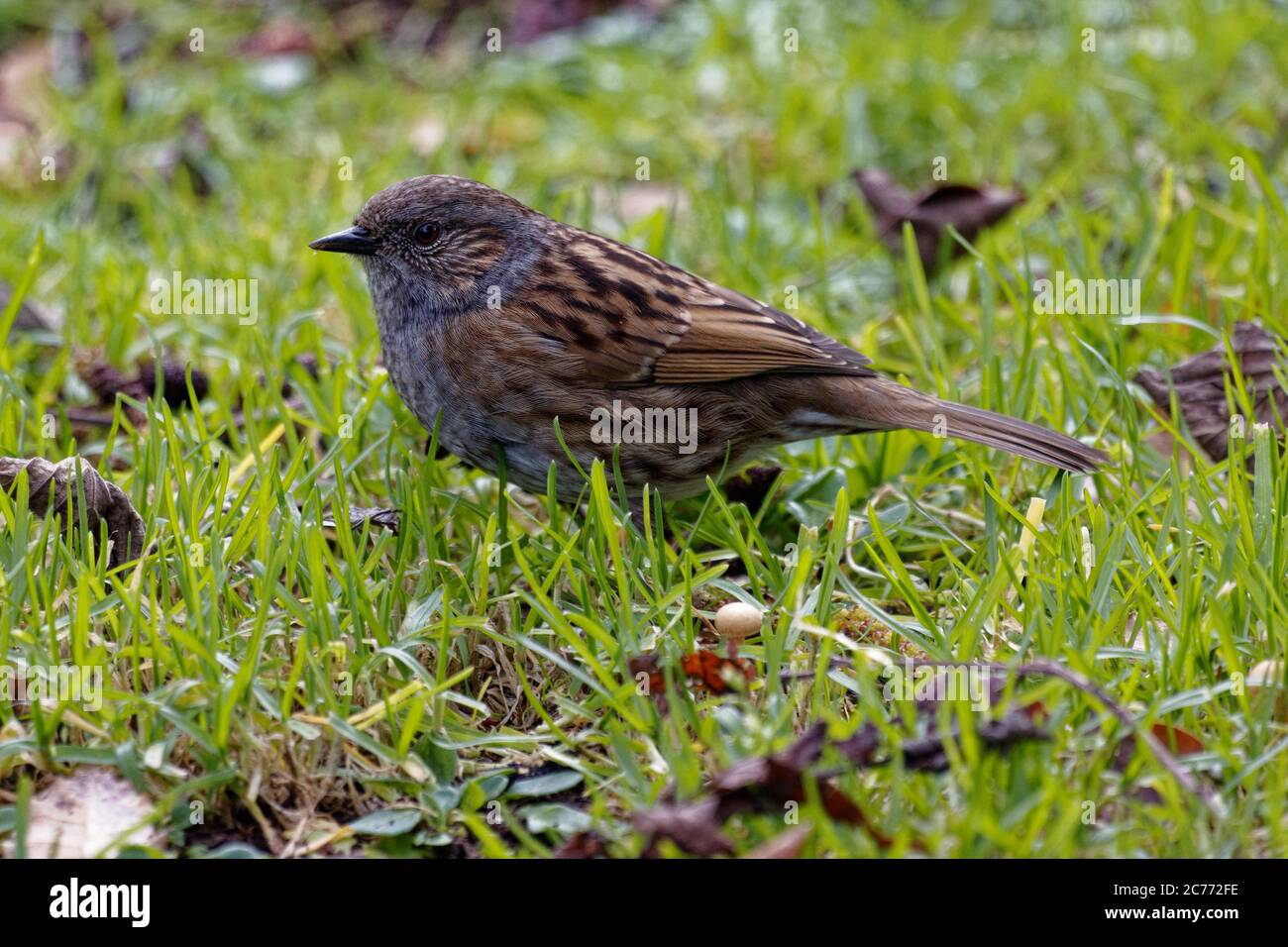 Dunnocks are small, slim songbirds with sombre brown plumage, streaked with darker brown on the back and flanks, and merging into the greyish eyebrow, Stock Photo