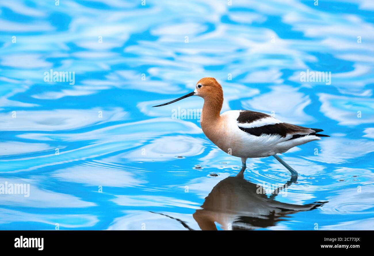 American Avocet slowly walking in part of a lake which is reflecting aqua blue water shapes and patterns. Stock Photo