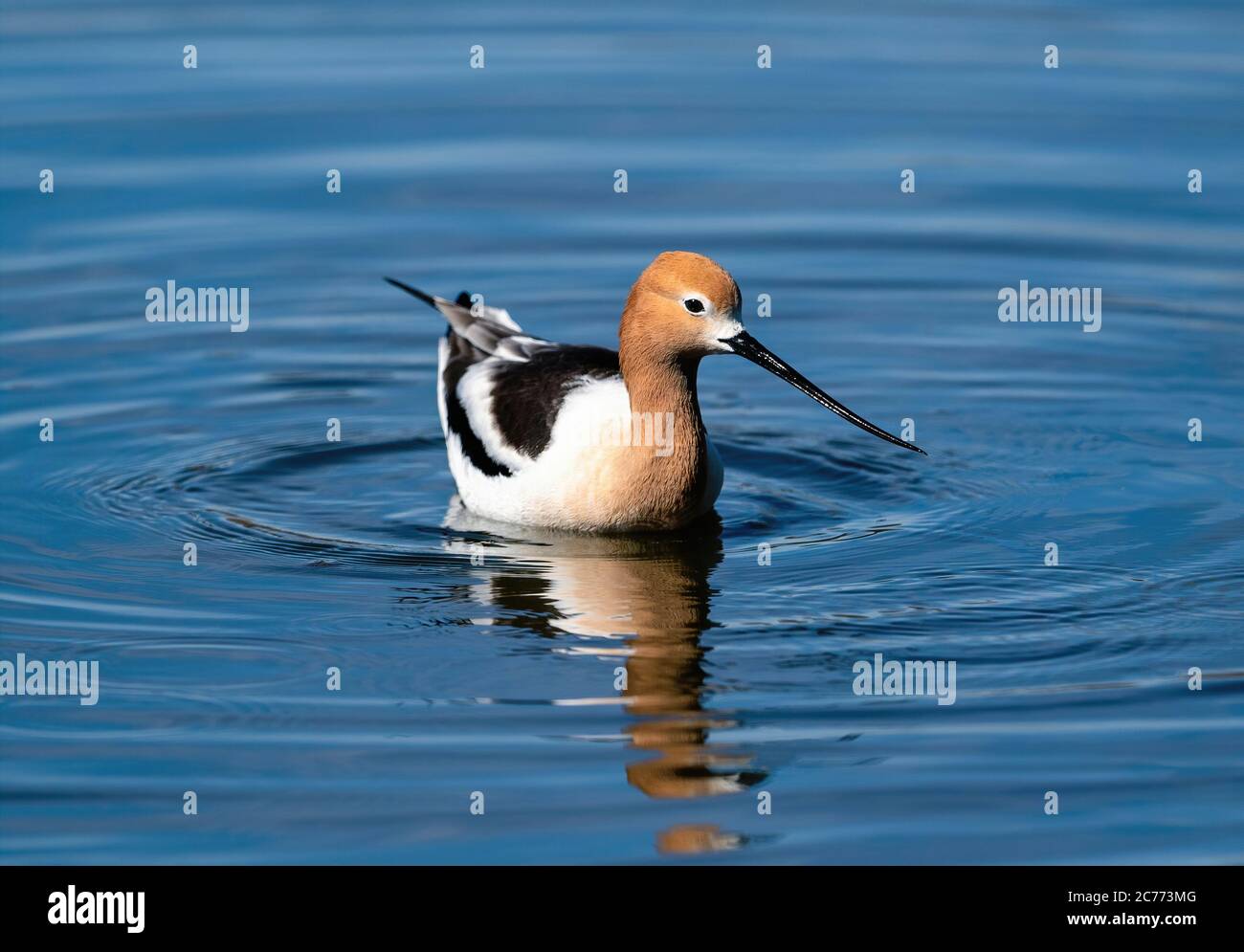 A breeding American Avocet male floating in a blue water lake on a sunny mid April day in Colorado. Stock Photo