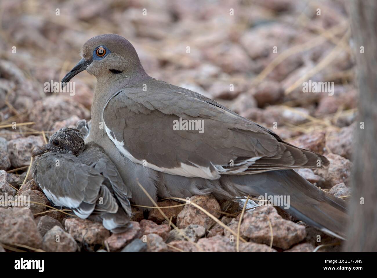 Mother Dove protecting her newborn babies. Stock Photo