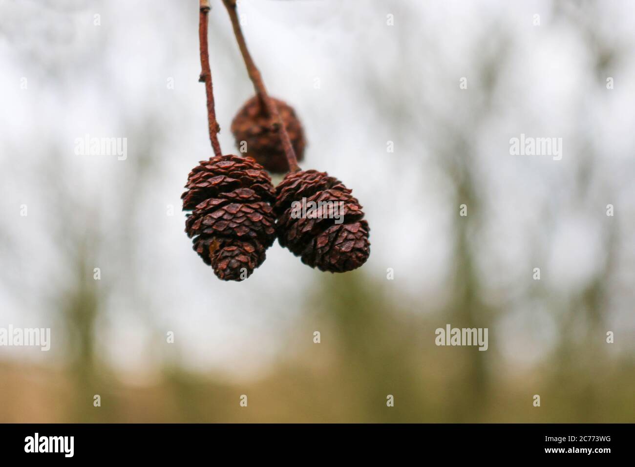 Two alder tree, Alnus glutinosa, cones at the end of a small stalk with a blurred background of trees. Stock Photo
