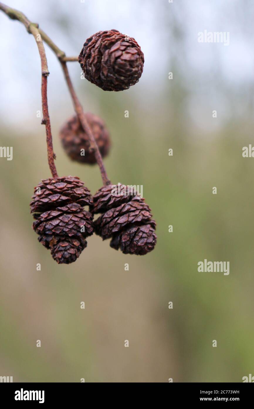 Three alder tree, Alnus glutinosa, cones at the end of a small stalk with a blurred background of trees. Stock Photo