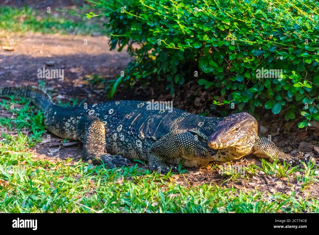 Wild monitor lizard in Lumphini Park, Bangkok, Thailand Stock Photo Alamy