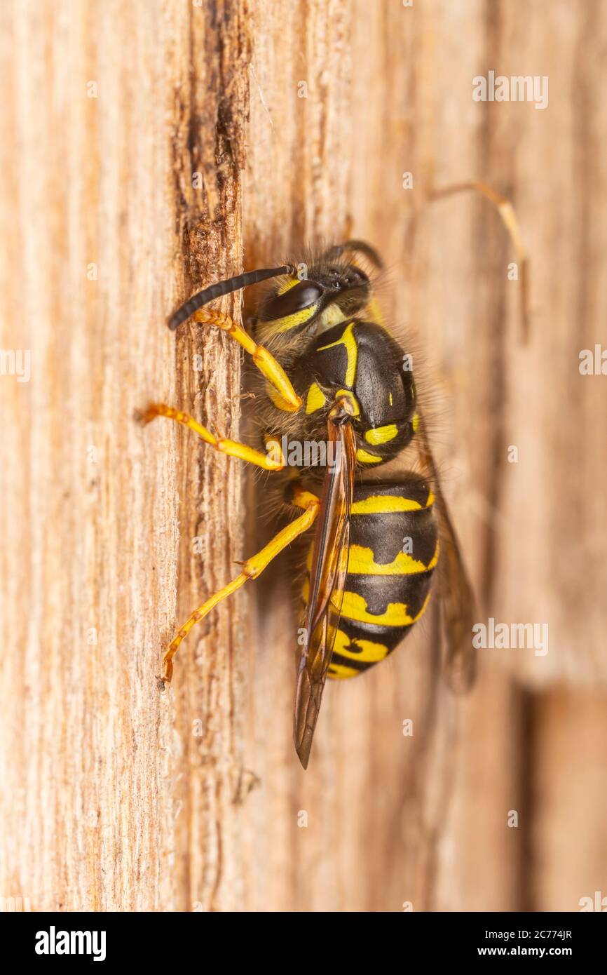 Common Aerial Yellowjacket (Dolichovespula arenaria) Stock Photo