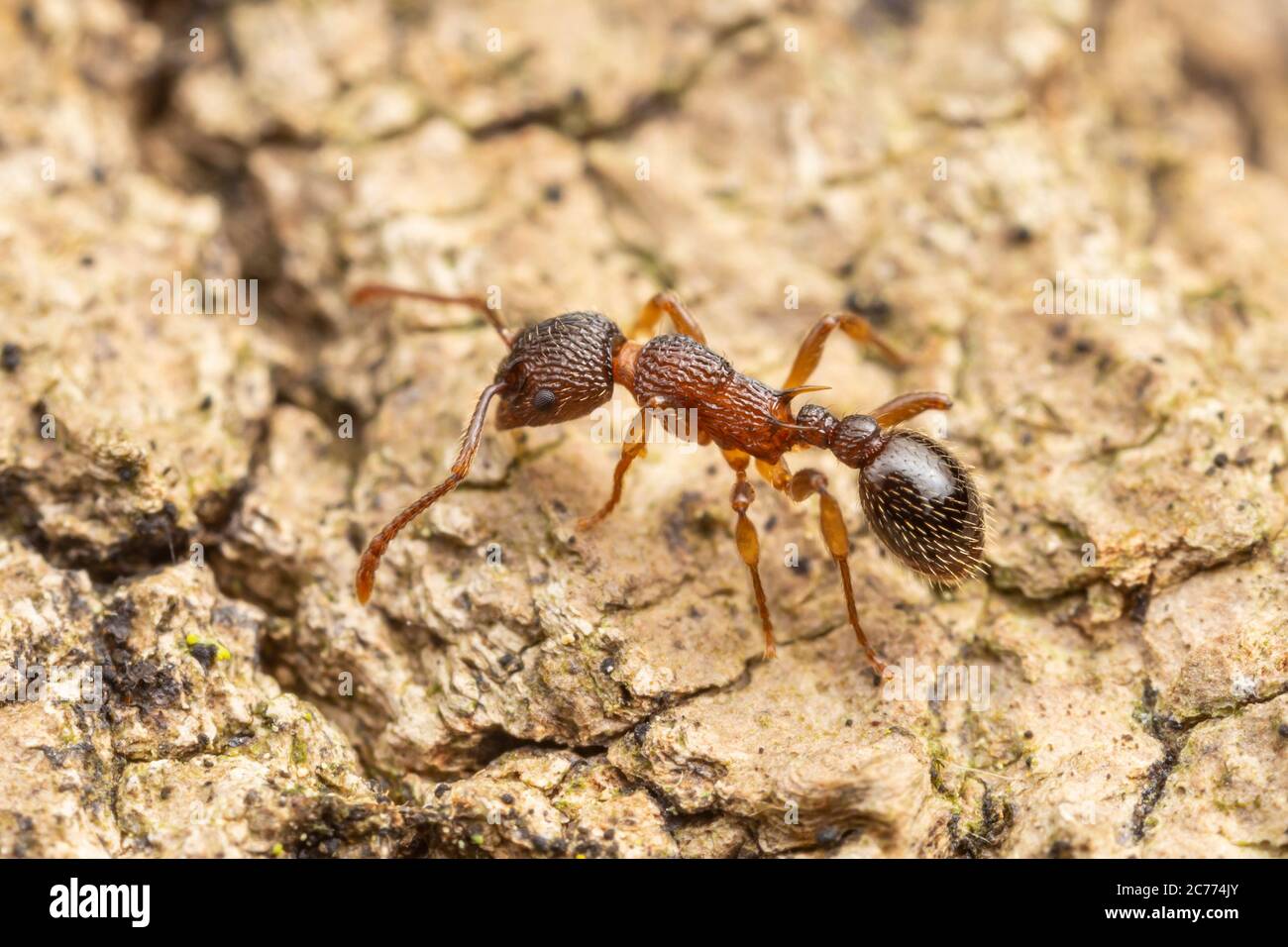 Myrmicine Ant (Myrmica punctiventris) Stock Photo