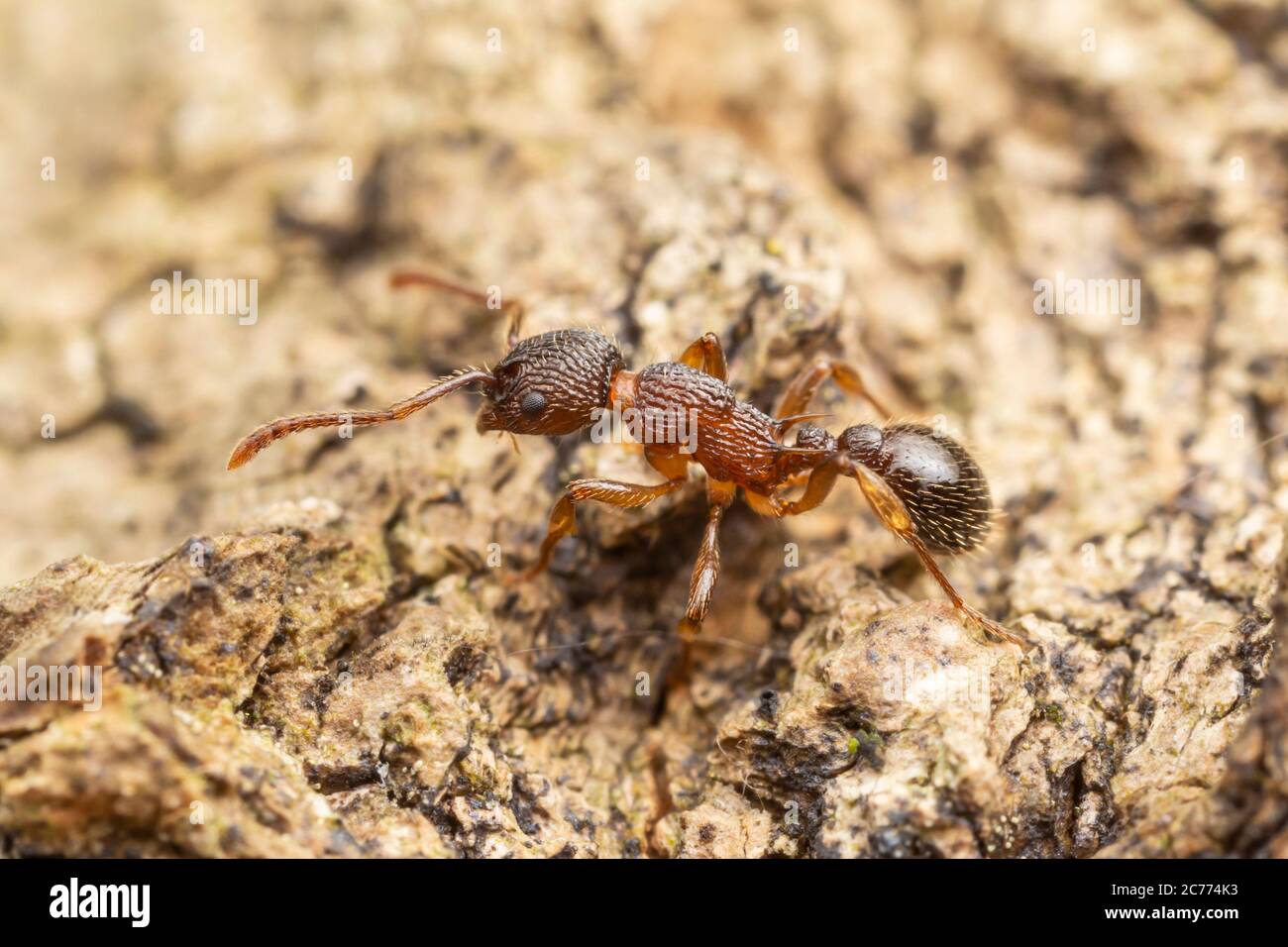 Myrmicine Ant (Myrmica punctiventris) Stock Photo
