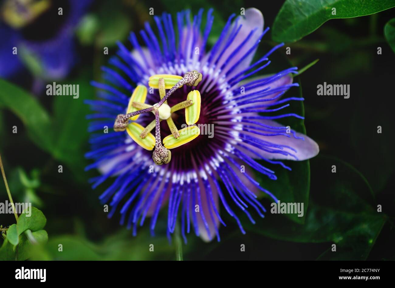 Passion Flower Leaves High Resolution Stock Photography And Images Alamy