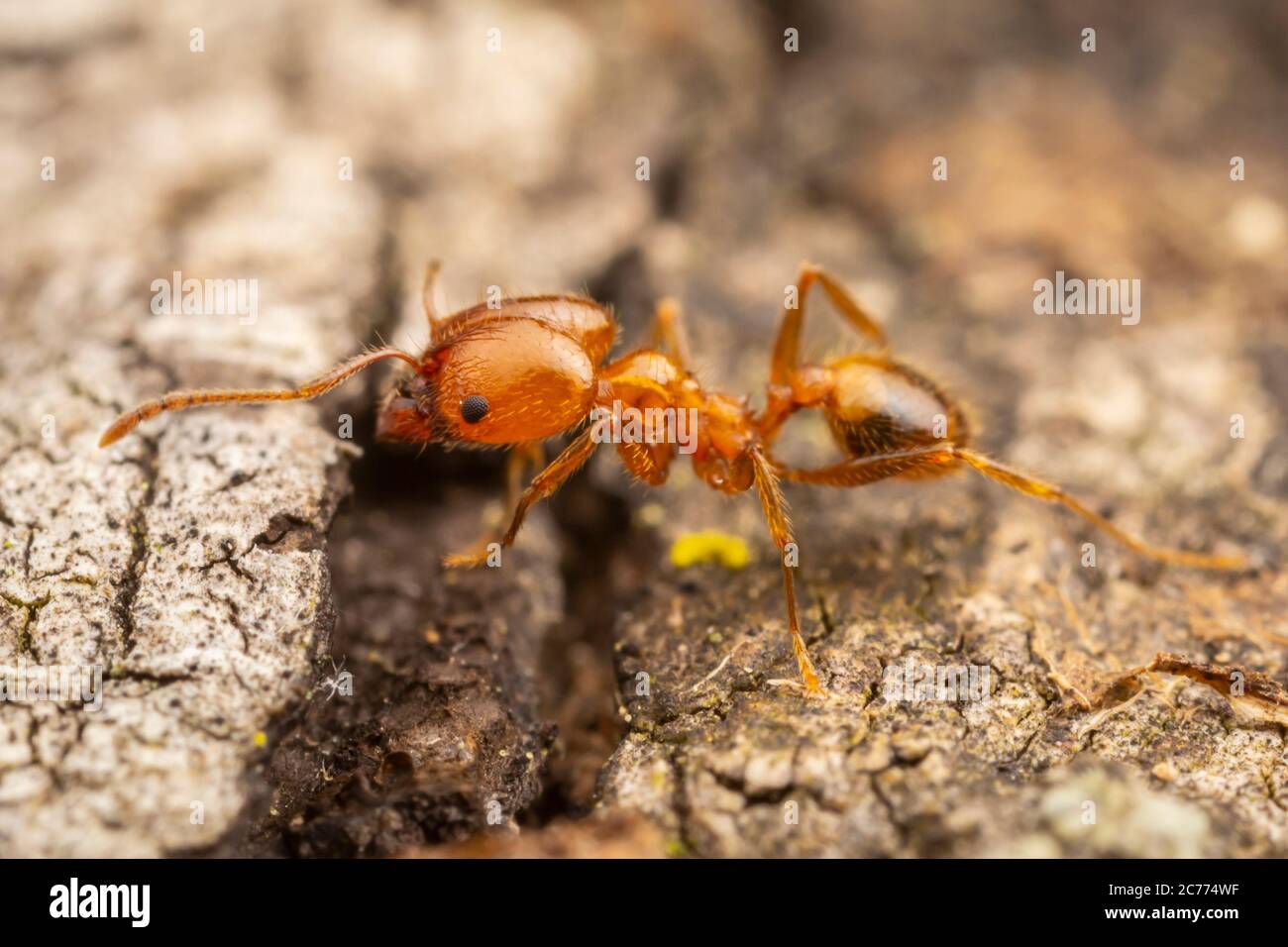 Big-headed Ant (Pheidole dentata) Stock Photo