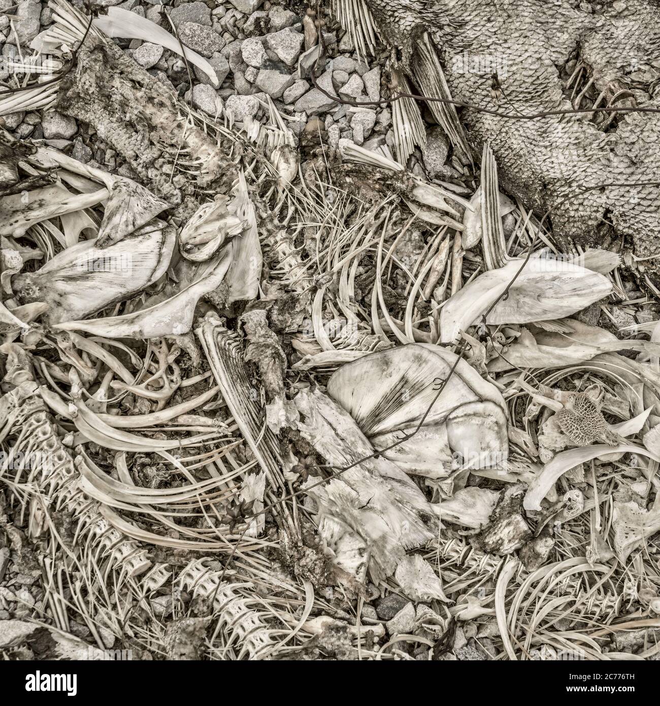 fish bones and remains left on a river shore by herons, square format black and white image with platinum toning Stock Photo